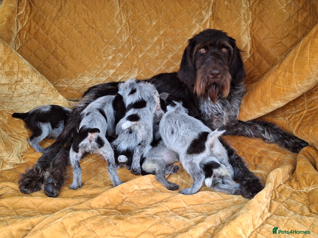 German Wirehaired Pointer dogs for sale: Quality German wirehaired pointer pups. - Image 27