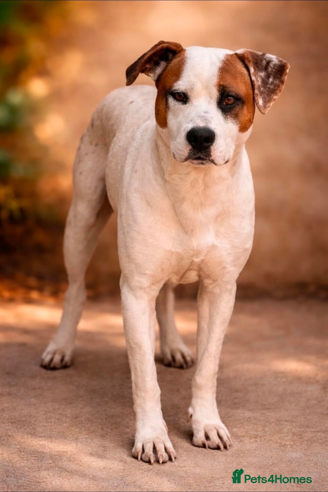 Mixed Breed dogs CLAUDIO❤️🚨🐾 - Advert 15