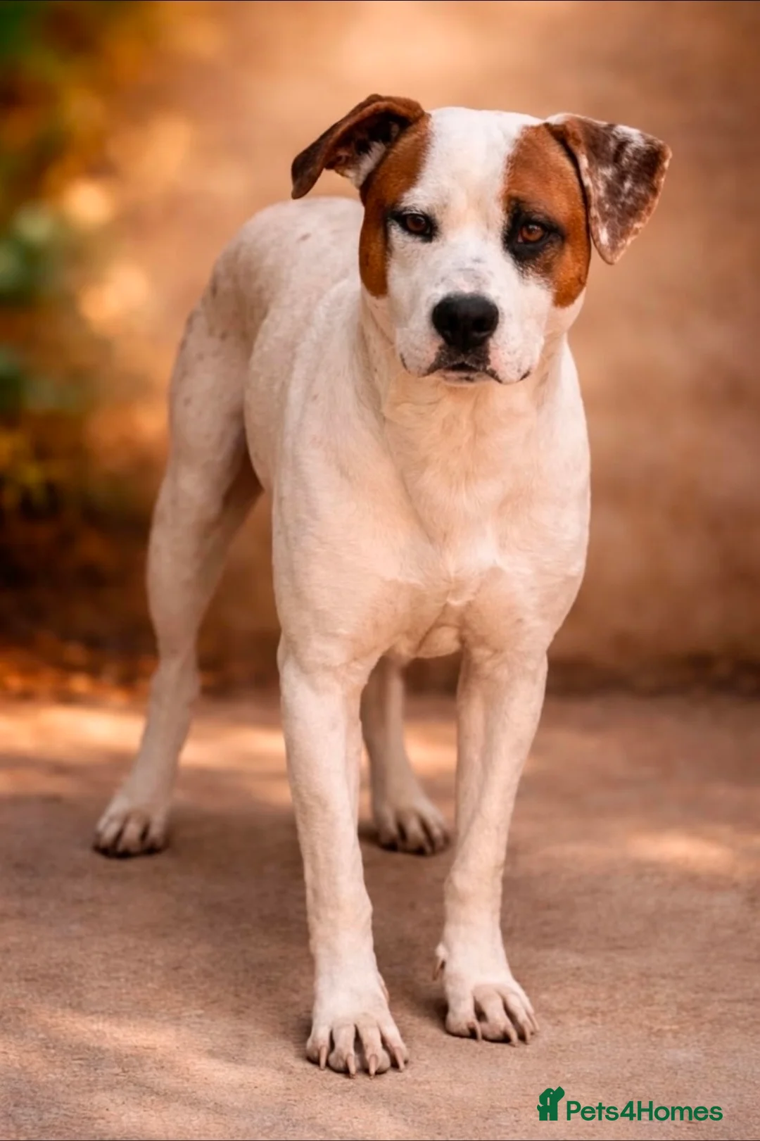Mixed Breed dogs for adoption: CLAUDIO❤️🚨🐾 in Hengoed - Advert 1