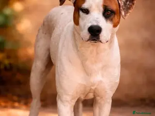 Mixed Breed dogs CLAUDIO❤️🚨🐾 - Advert 15