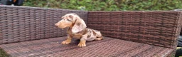 Miniature Dachshund dogs for sale:  Beautiful Mini dachshund   - Advert 14