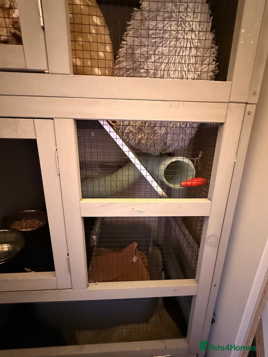 Ferret rodents for sale: Fifi & Skunk - Advert 12