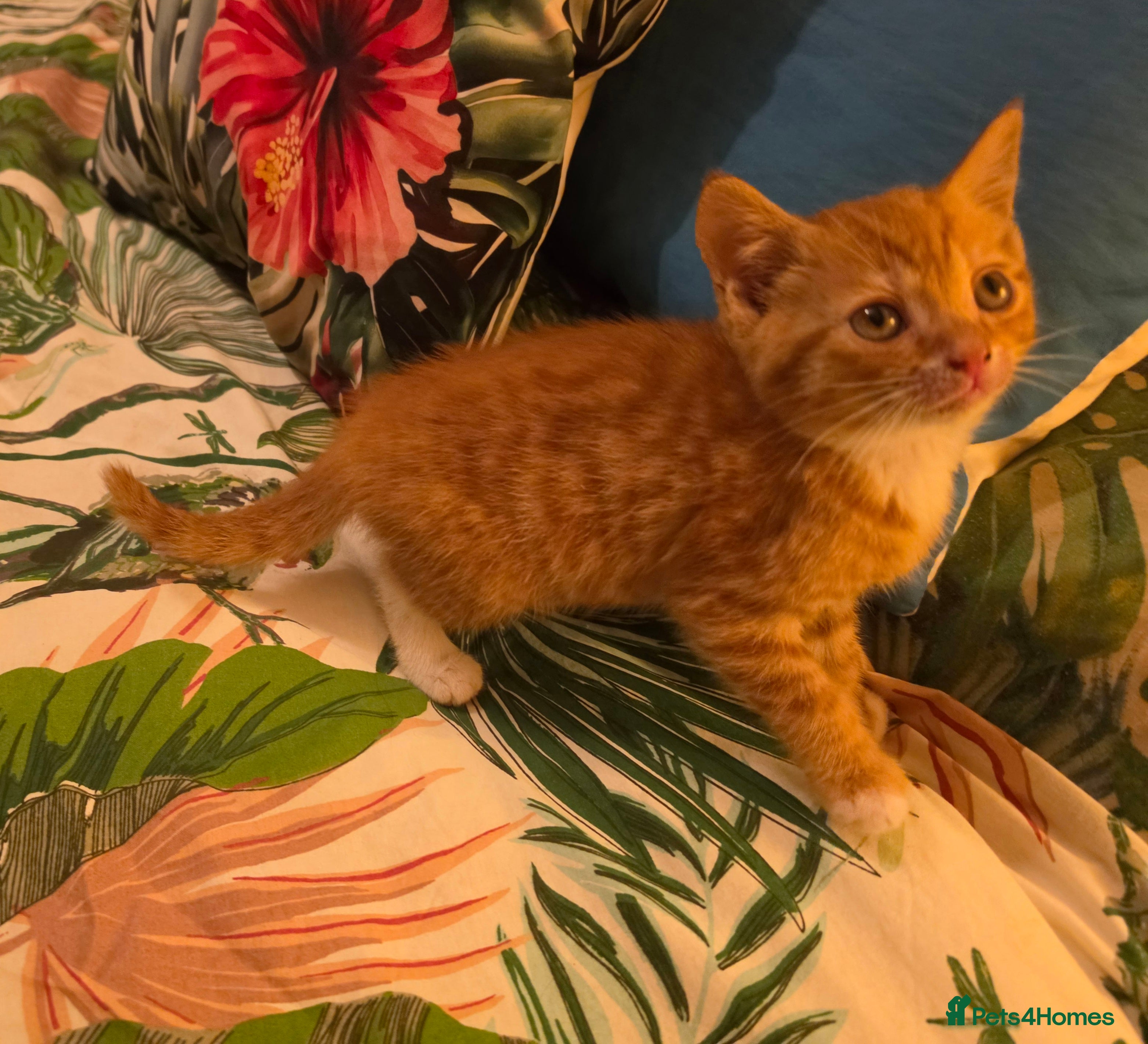 Mixed Breed cats Beautiful kittens - Advert 4