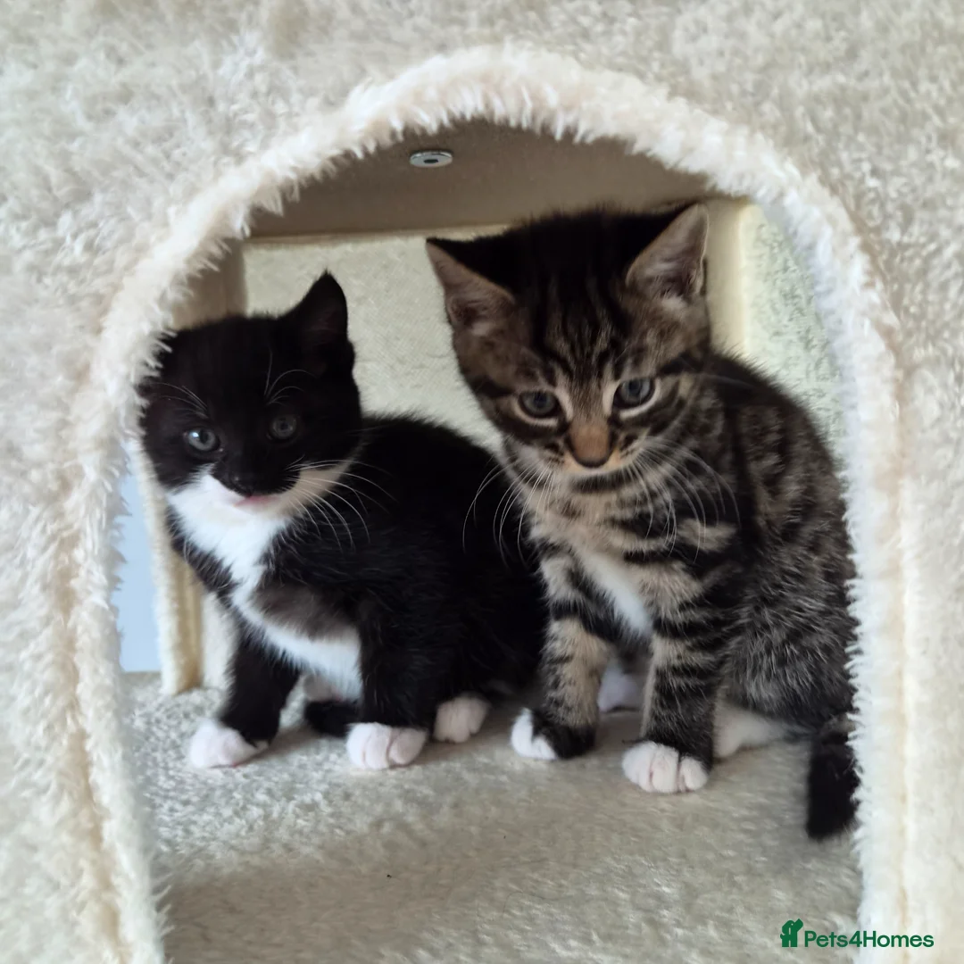 Mixed Breed cats for sale: Kittens  in Ipswich - Advert 8