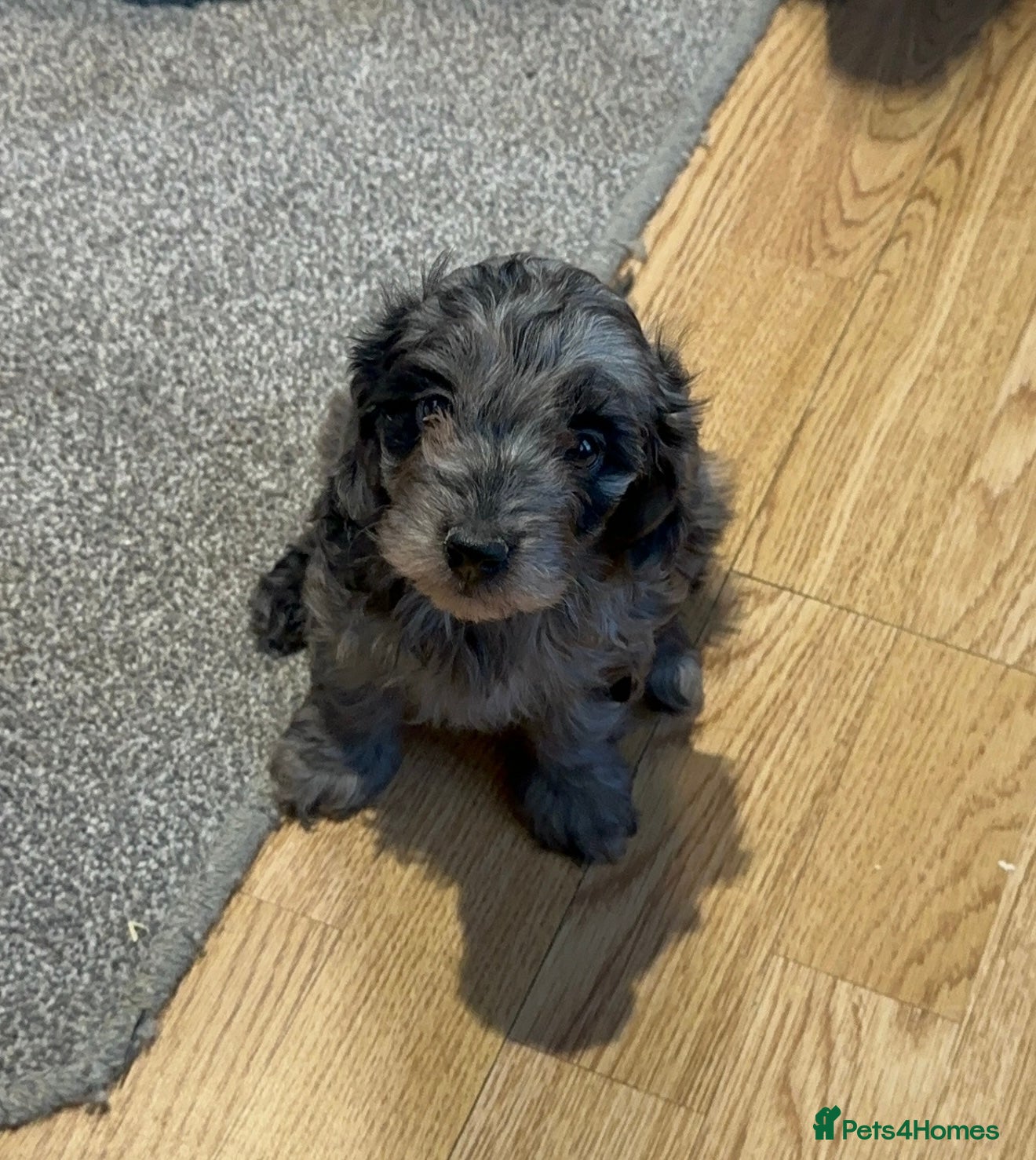 Doxiepoo dogs for sale: Stunning dachshund/poodle pups - Advert 19