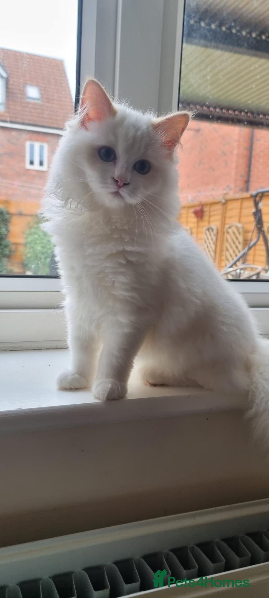 Ragdoll cats A very rare litter of kittens. Fife pedgree. - Advert 2