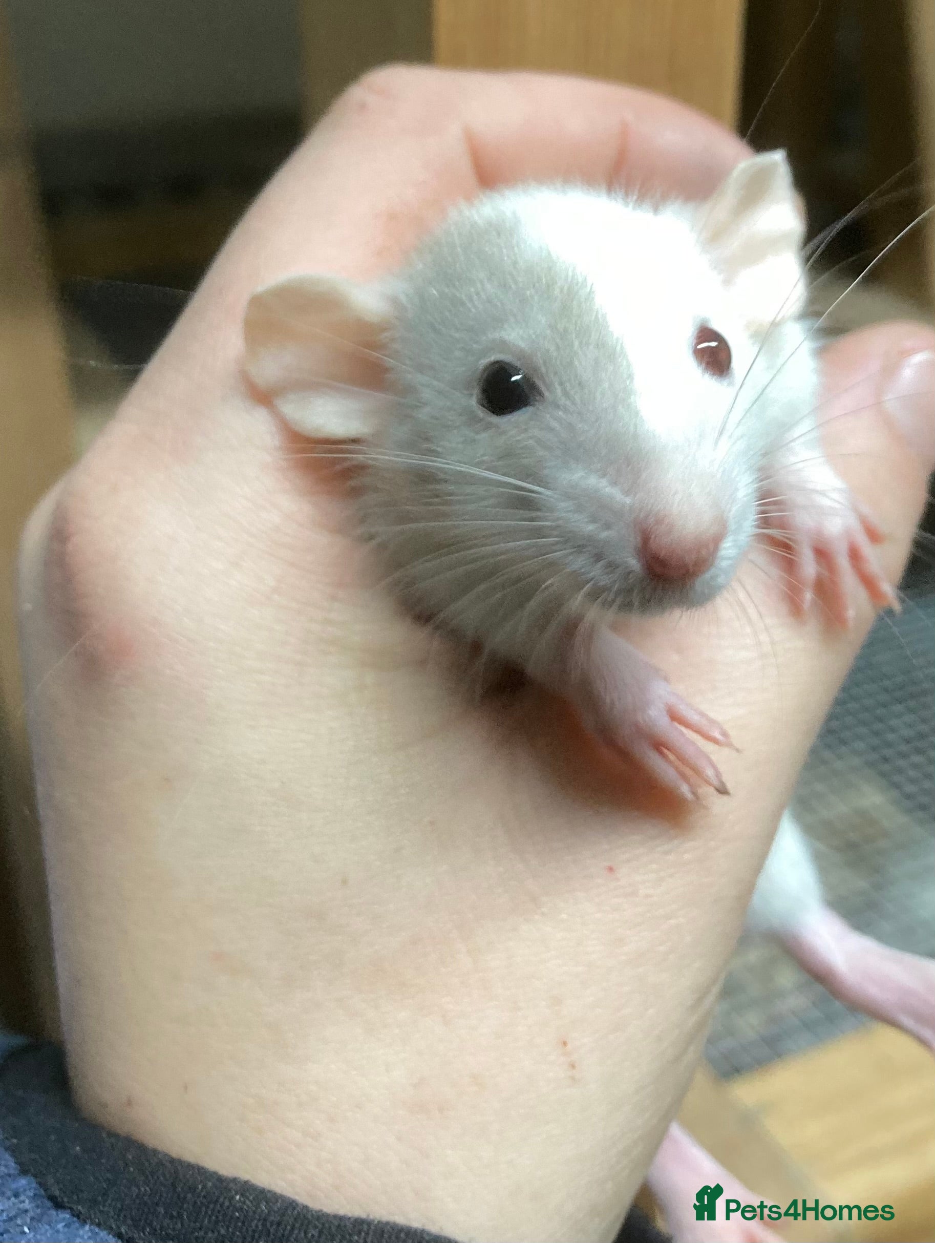 Rat rodents Rats for sale - Advert 2