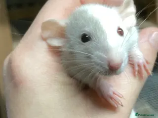 Rat rodents Rats for sale - Advert 2