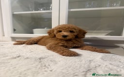 Australian Labradoodle dogs for sale: Australian Labradoodle Bitch fully vaccinated  - Advert 6