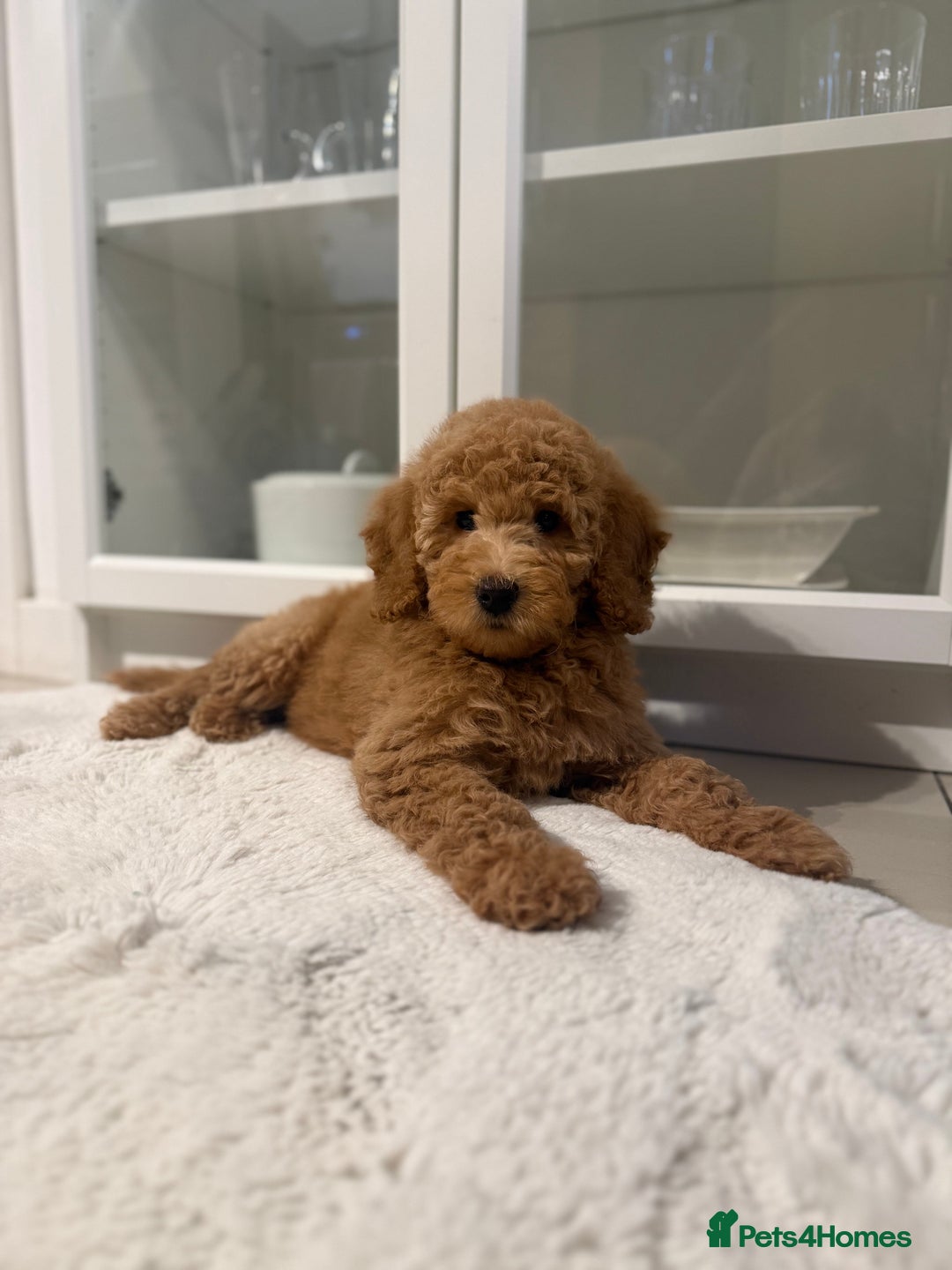 Australian Labradoodle dogs for sale: Australian Labradoodle Bitch fully vaccinated  - Advert 6
