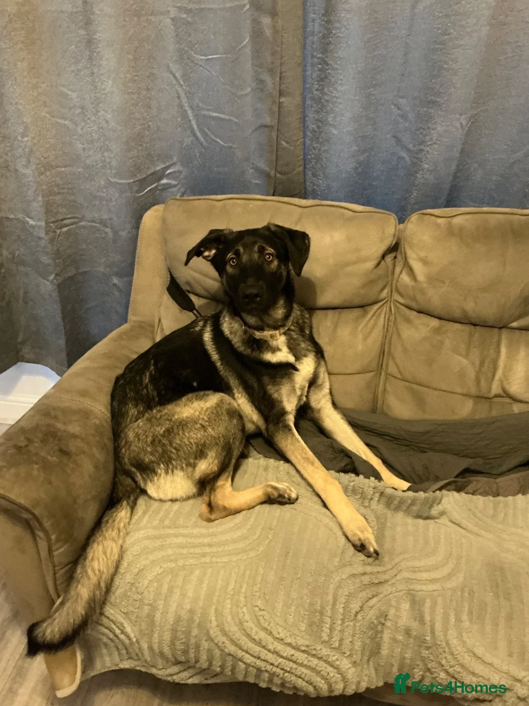 Mixed Breed dogs for sale: German Shepherd Cross Needs Re-Homing - Advert 2