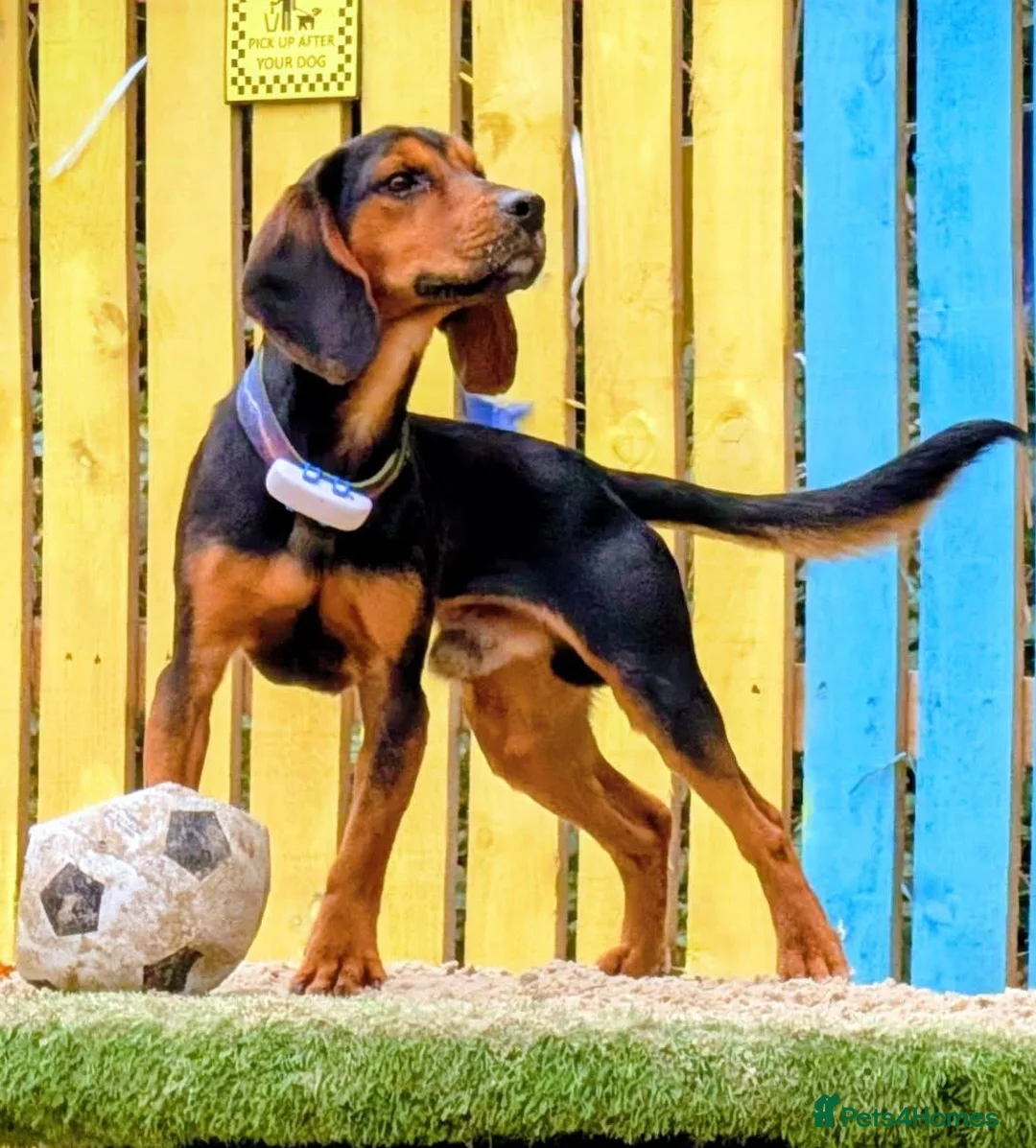 Bocker dogs for stud: Spirit  - Advert 1