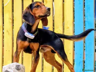 Bocker dogs Spirit - Advert 11