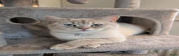 Mixed Breed cats for sale: Maine Coon x British Shorthair - Advert 6