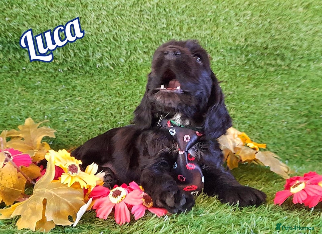 Cocker Spaniel dogs for sale: Stunning Show Cocker Spaniels - Advert 12