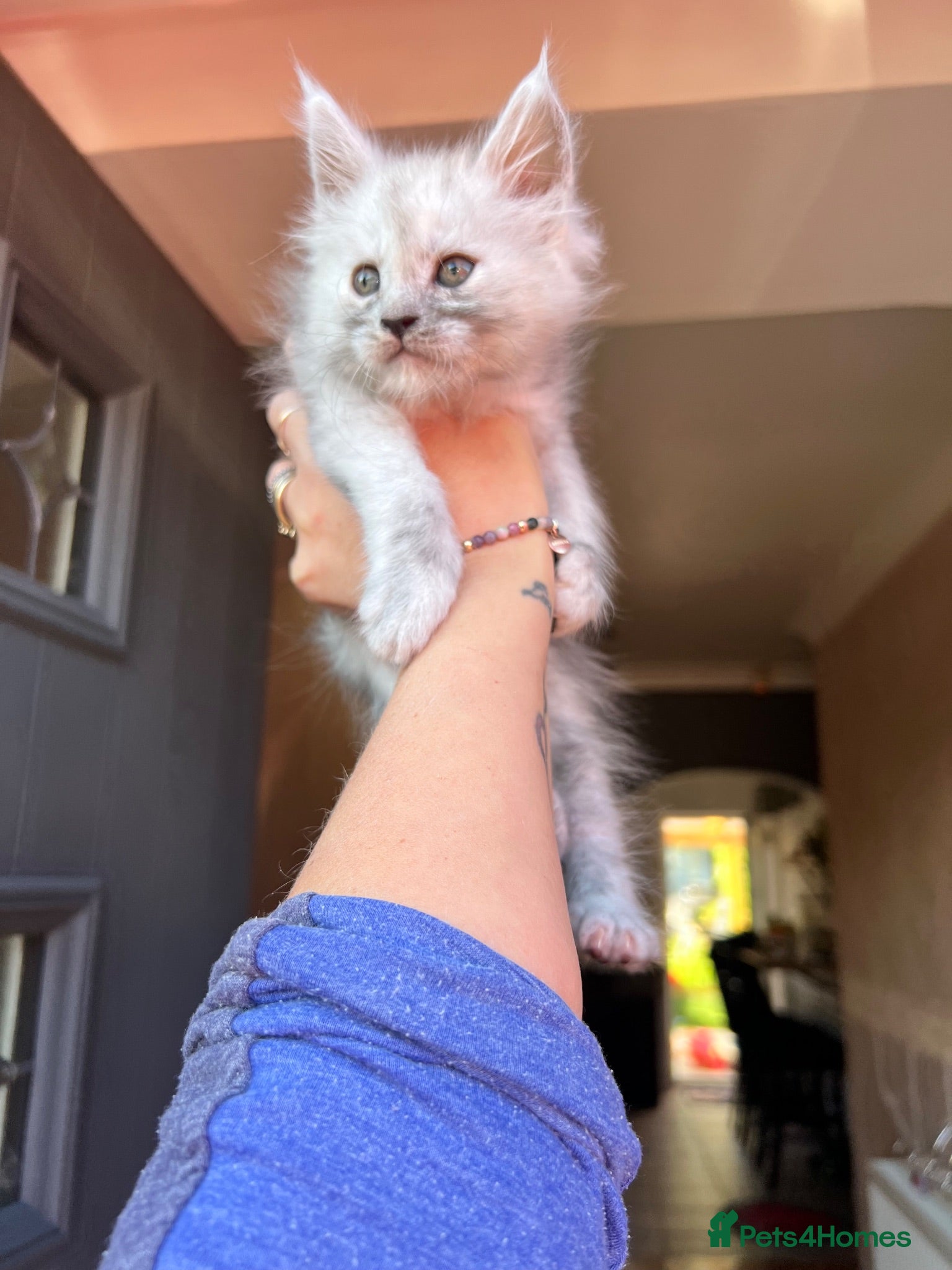 Maine Coon cats TICA registred Maine coon kittens. Rare colours  - Advert 2