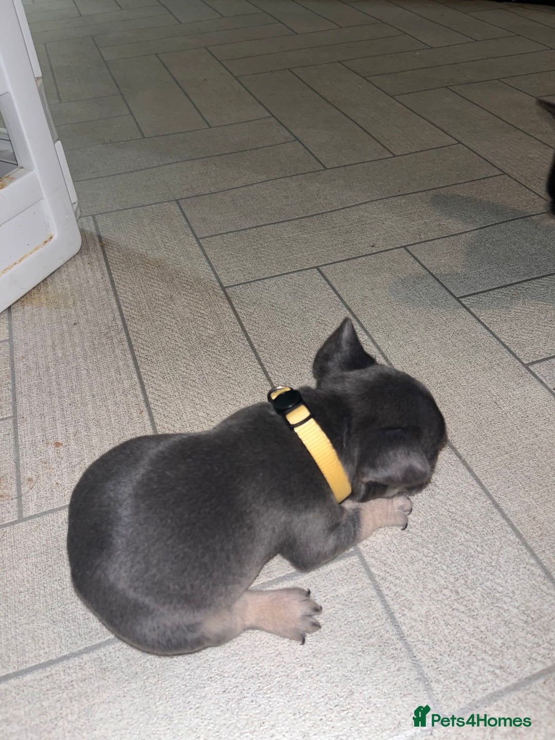 French Bulldog dogs for sale: Cutest frenchies pups  - Advert 32