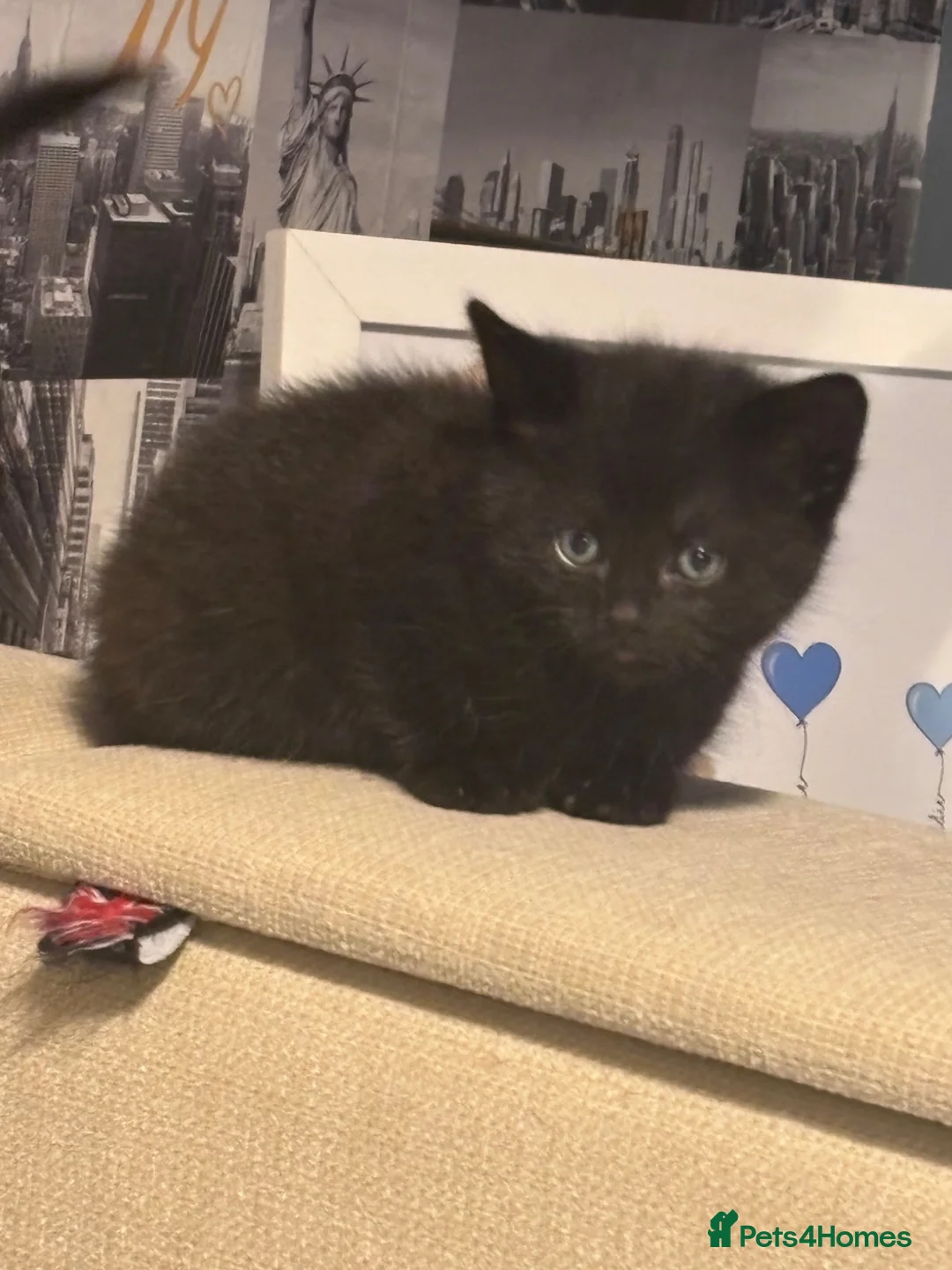 British Shorthair cats for sale: 3 black female kittens  - Advert 2