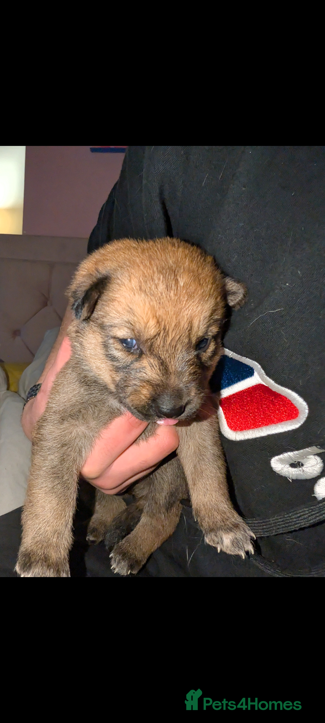 Mixed Breed dogs for sale: Gerhusky kelpie Labrador mix - Advert 7