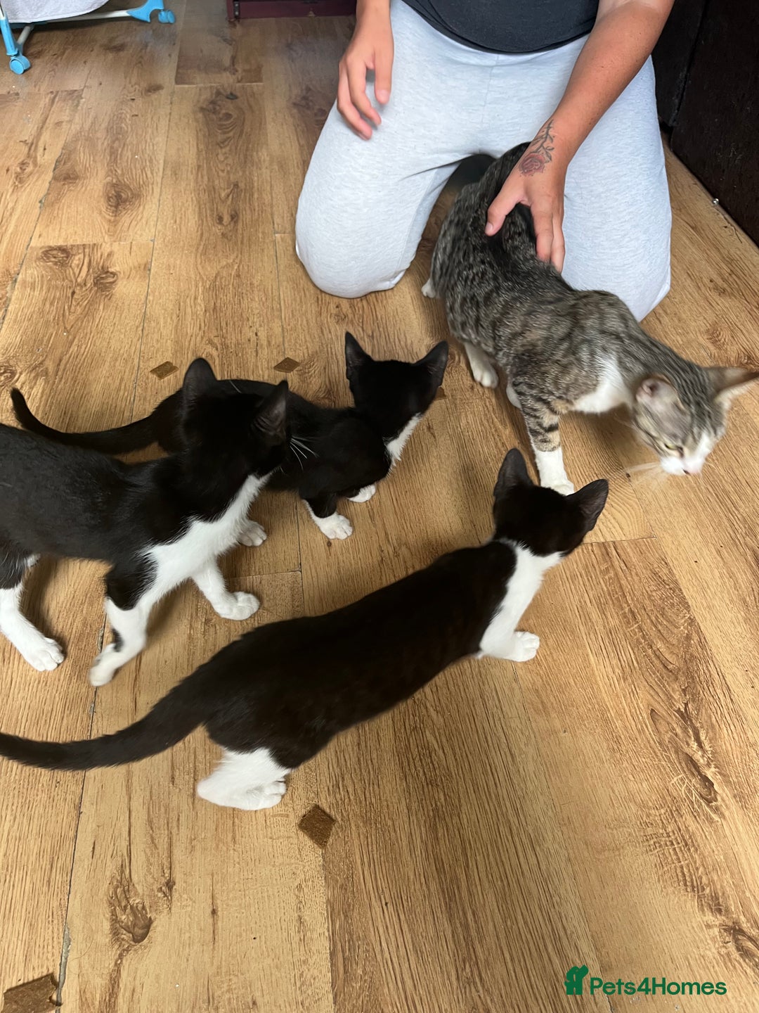 Mixed Breed cats for sale: 4 kittens for sale  - Image 5