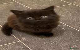 British Shorthair cats for sale: 3 beautiful kittens - Advert 3