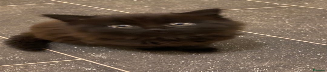 British Shorthair Kitten 2