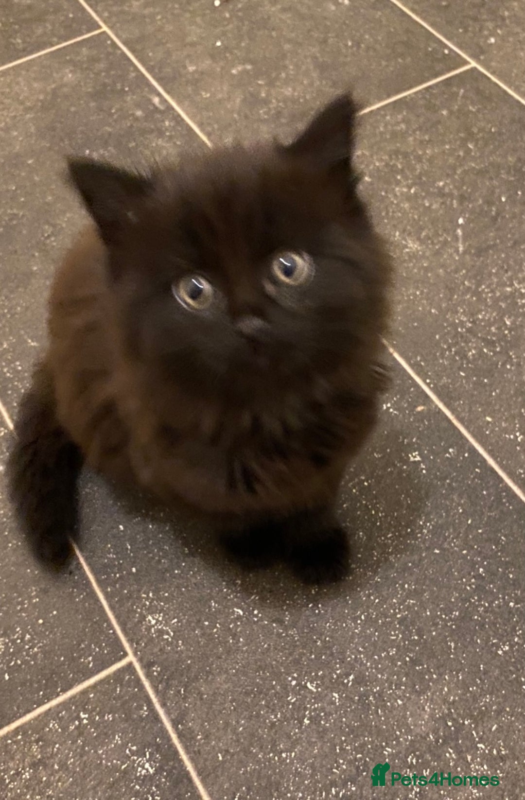 British Shorthair cats for sale: 3 beautiful kittens - Advert 3