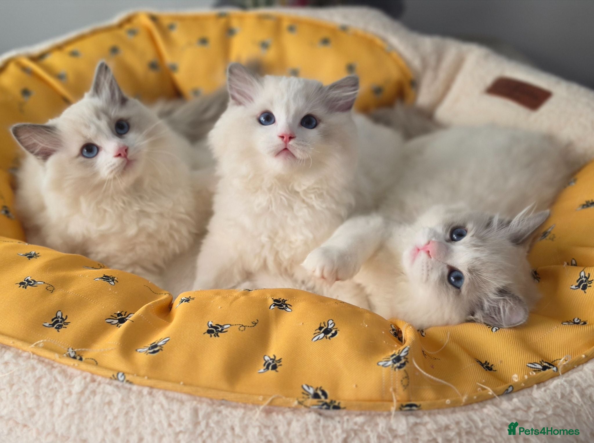 Ragdoll cats 🥇🏆🐆Exclusive kittens❤️✨️🏆Award winning cattery - Advert 13