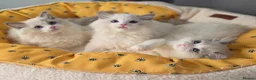 Ragdoll cats for sale: 🥇🏆🐆Exclusive kittens❤️✨️🏆Award winning cattery - Advert 4