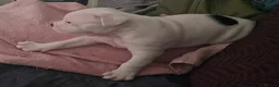 Dorset Olde Tyme Bulldogge dogs for sale: Dorset olde tyme bulldogs in Cowes - Advert 8