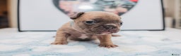 French Bulldog dogs for sale: 5 boys and 3 girls - DEPOSITS BEING TAKEN - Advert 18