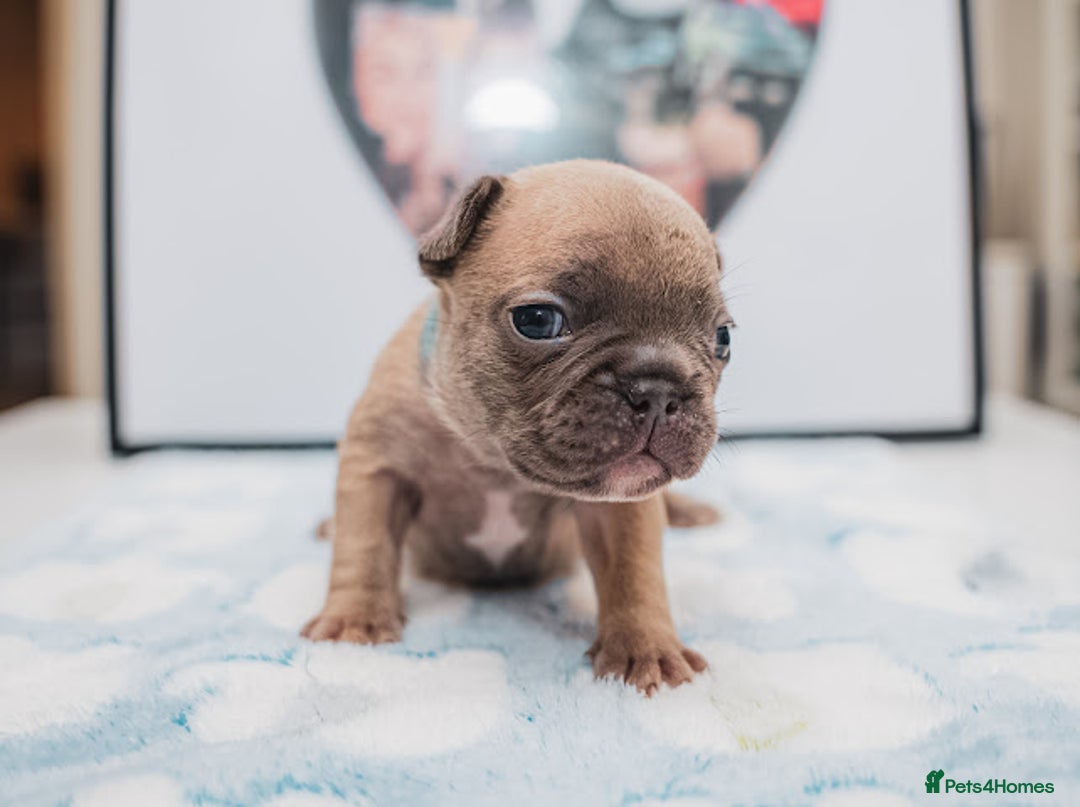French Bulldog dogs for sale: 5 boys and 3 girls - DEPOSITS BEING TAKEN - Advert 18