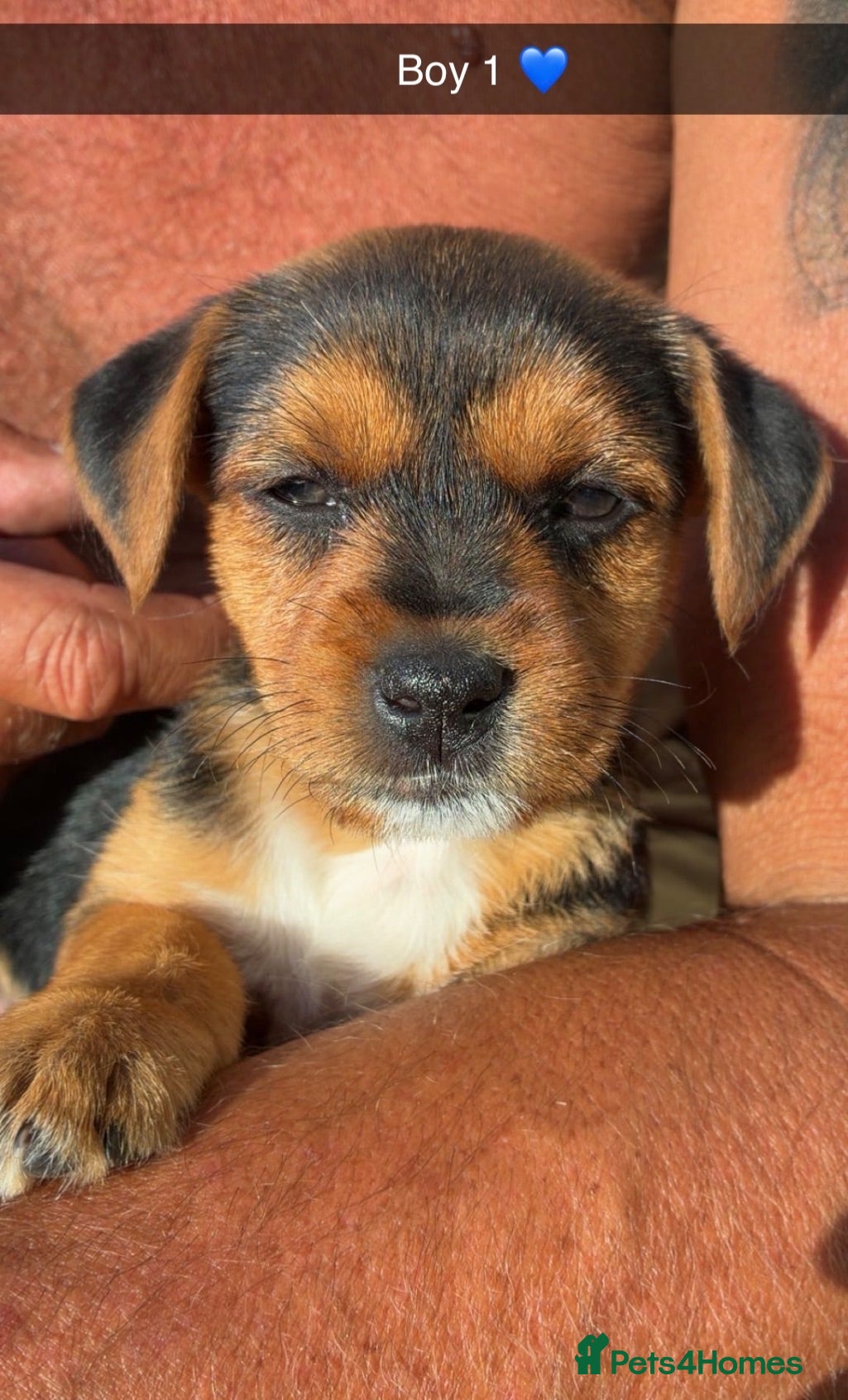 Mixed Breed dogs Jack Russell cross 7 weeks old ready  5th July  - Advert 2