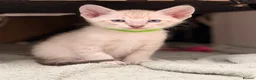 Siamese cats for sale: 🐾 Siamese kittens for sale 🐾 in Radstock - Advert 21
