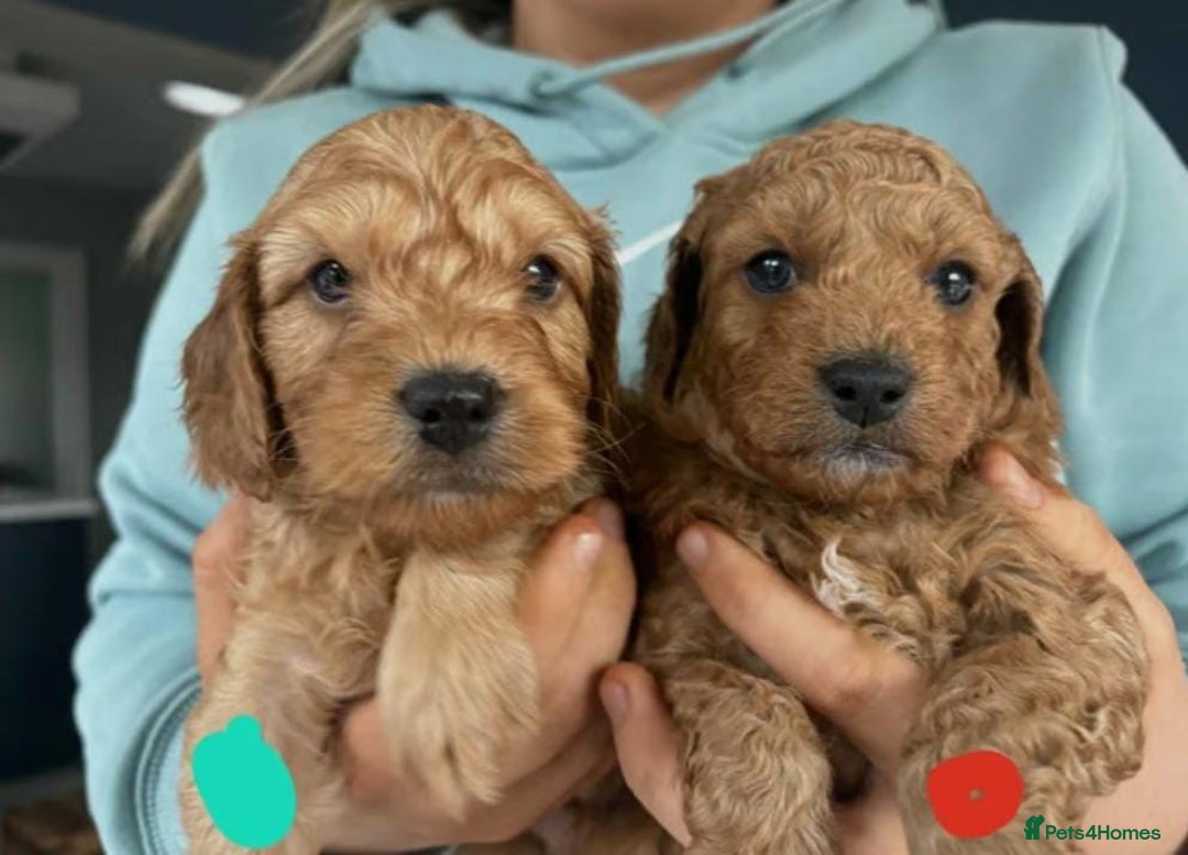Cavapoo dogs for sale: Beautiful red cavapoo puppies - Image 3