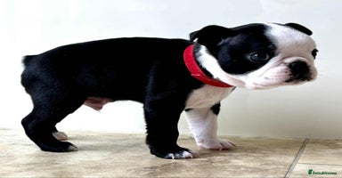 Boston Terrier dogs - Advert 6