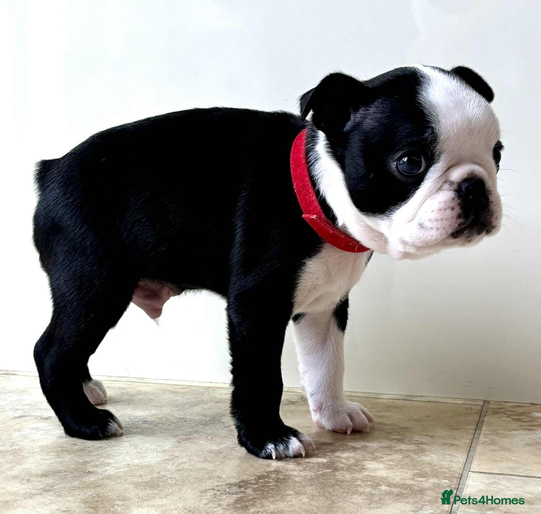 Boston Terrier dogs for sale: Boston Terrier pups for sale Scotland - Image 3
