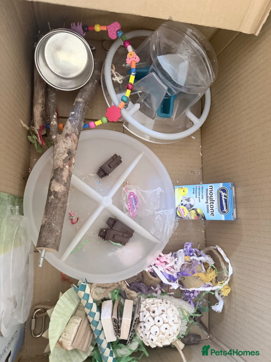 Finches birds for sale: Java sparrows  in Tipton - Advert 2