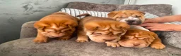 Shar Pei dogs for sale: 7 WEEKS Beautiful KC Registered Shar Pei Puppies - Advert 6