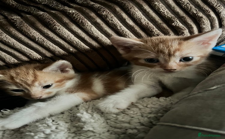 Mixed Breed cats - Advert 2