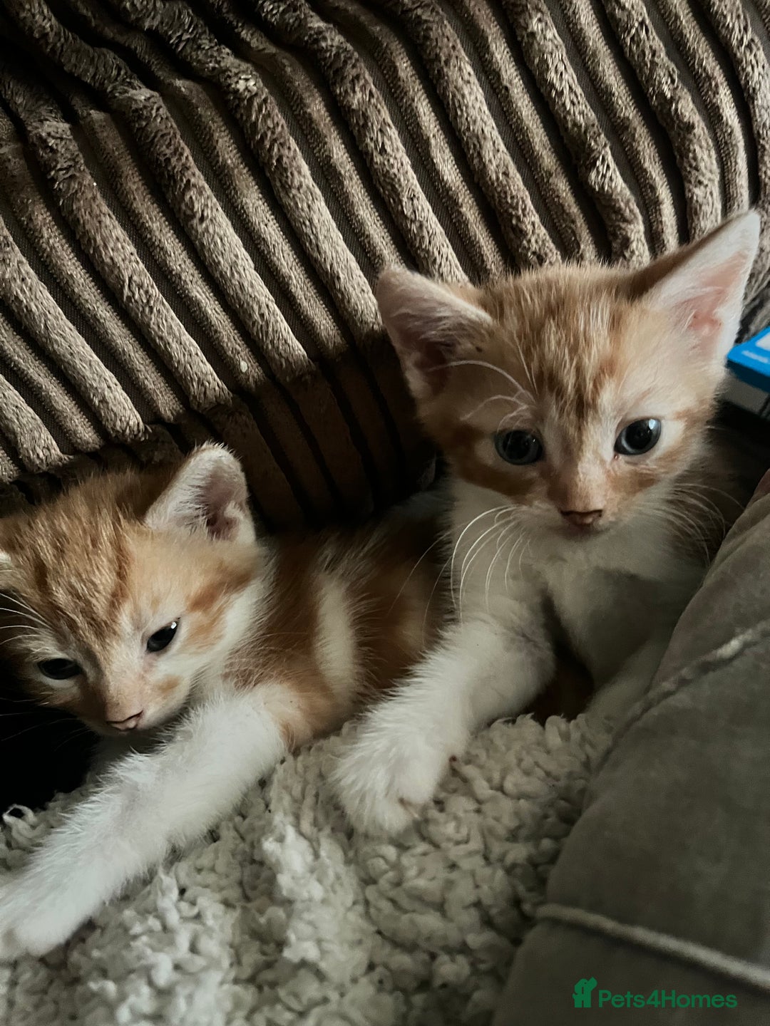 Mixed Breed cats for sale: 5 male munchkin x kittens  - Image 1