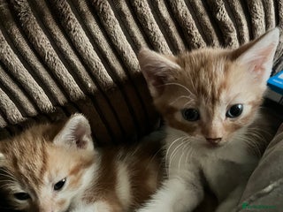 Mixed Breed cats for sale - Advert 1