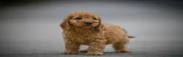 Cavapoo dogs for sale: Adorable cavapoo puppies - Advert 8