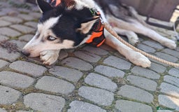 Siberian Husky dogs for adoption: 💙🐶 HASAN 🐶💙 - Image 7
