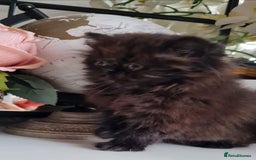 Persian cats for sale: Beautiful persian kittens  - Image 19