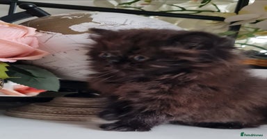 Persian cats - Advert 10