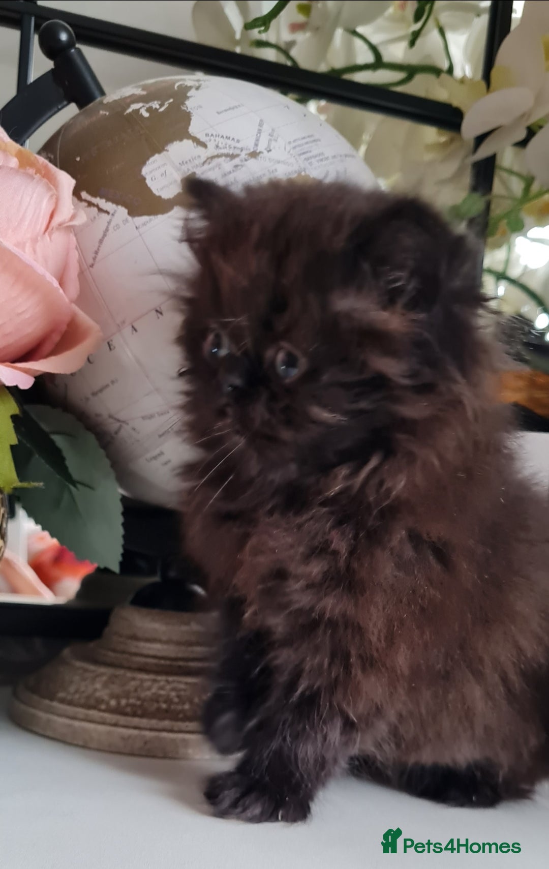 Persian cats for sale: Beautiful persian kittens  - Image 19