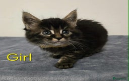 Maine Coon cats for sale: 4 Maine Coon kittens  - Image 11