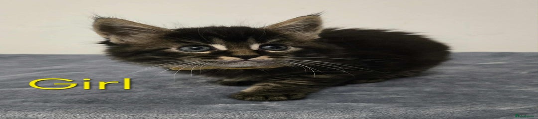 Maine Coon Kitten 4
