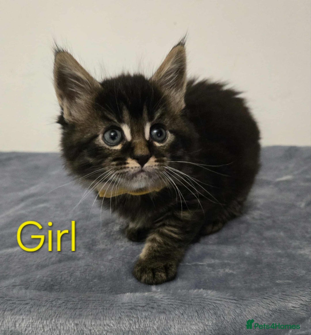 Maine Coon cats for sale: 4 Maine Coon kittens  - Image 11